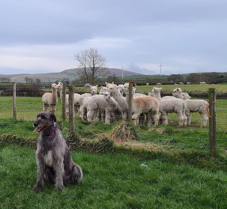 The Alpaca Farmhouse With Hot Tub And Alpaca Experience Included Dromara Extérieur photo