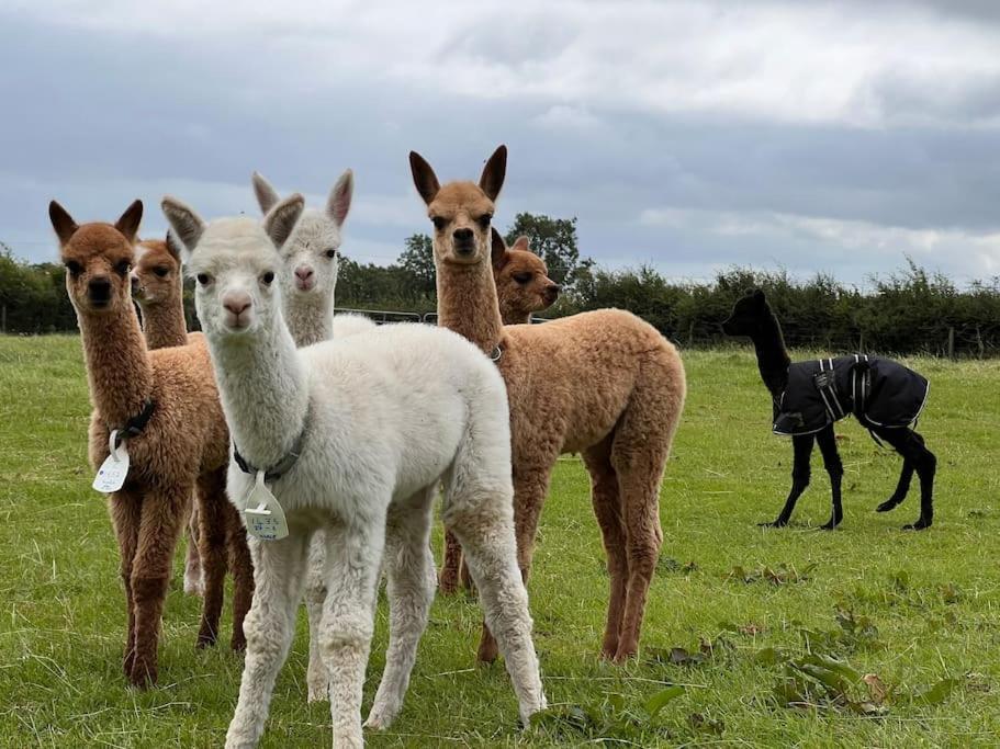 The Alpaca Farmhouse With Hot Tub And Alpaca Experience Included Dromara Extérieur photo