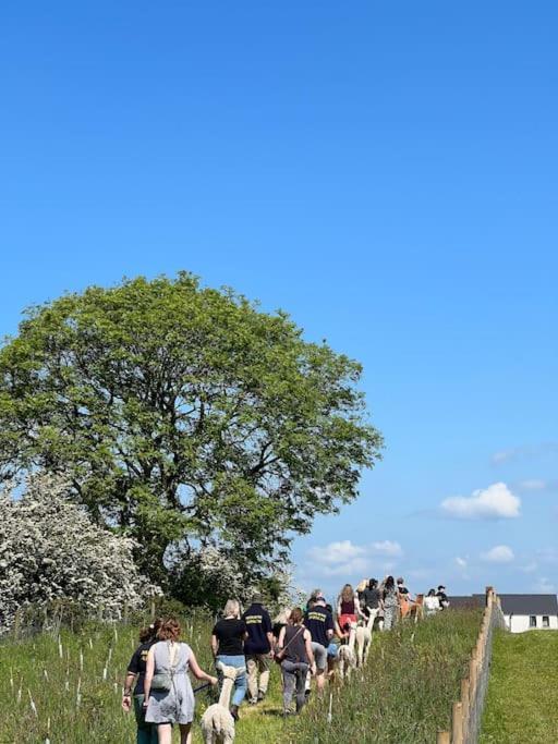 The Alpaca Farmhouse With Hot Tub And Alpaca Experience Included Dromara Extérieur photo