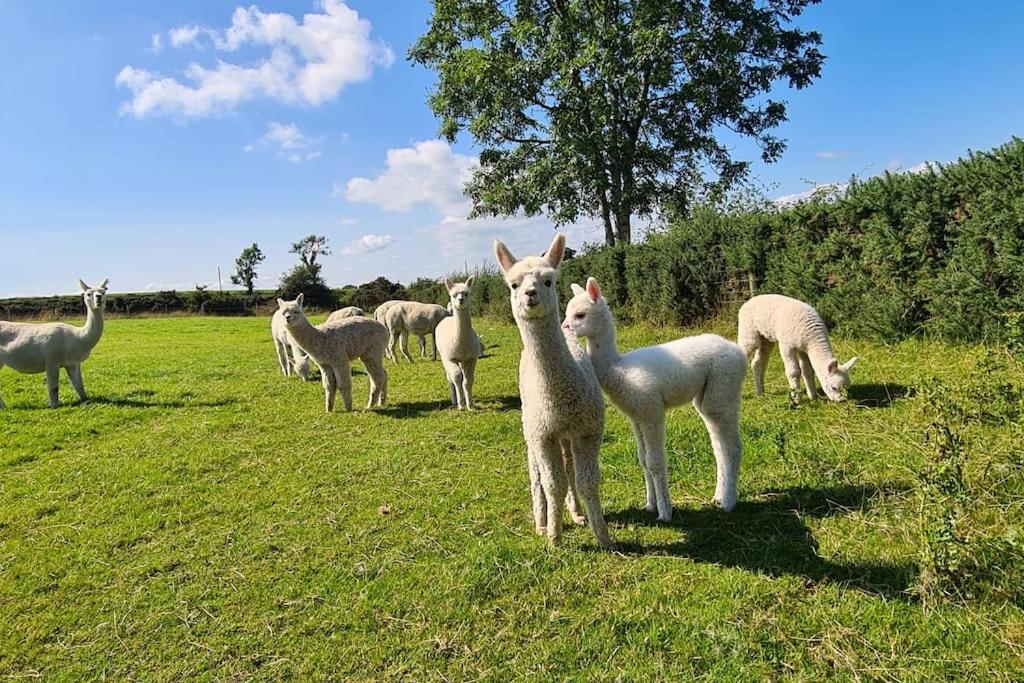 The Alpaca Farmhouse With Hot Tub And Alpaca Experience Included Dromara Extérieur photo