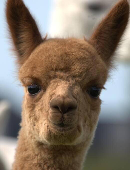The Alpaca Farmhouse With Hot Tub And Alpaca Experience Included Dromara Extérieur photo