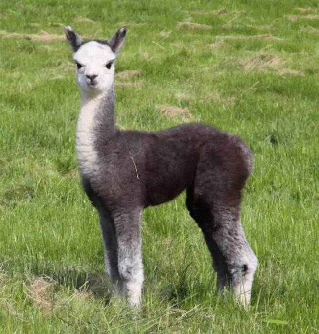 The Alpaca Farmhouse With Hot Tub And Alpaca Experience Included Dromara Extérieur photo