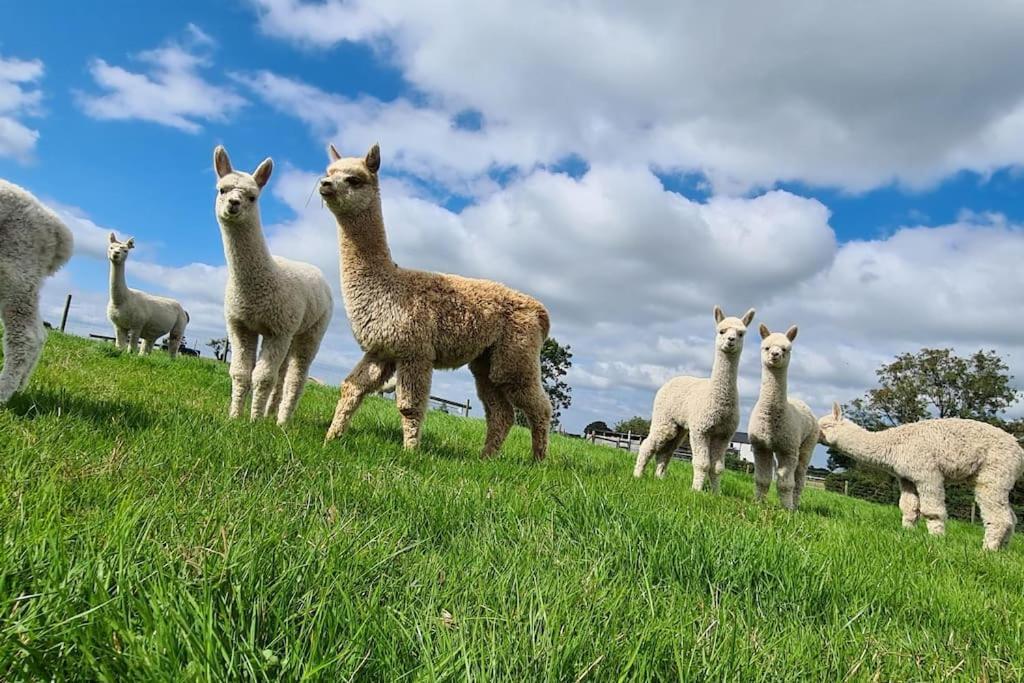 The Alpaca Farmhouse With Hot Tub And Alpaca Experience Included Dromara Extérieur photo