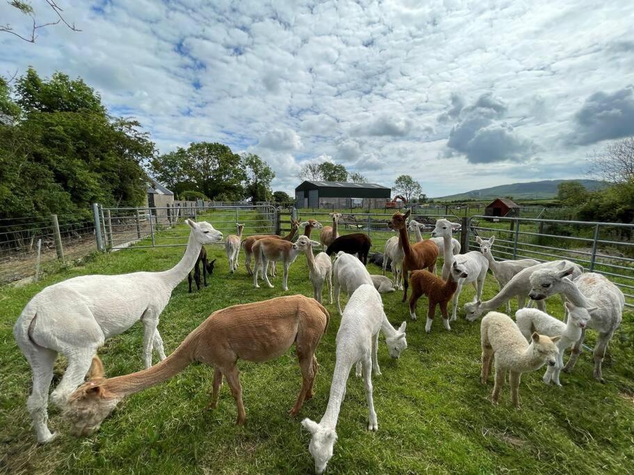 The Alpaca Farmhouse With Hot Tub And Alpaca Experience Included Dromara Extérieur photo
